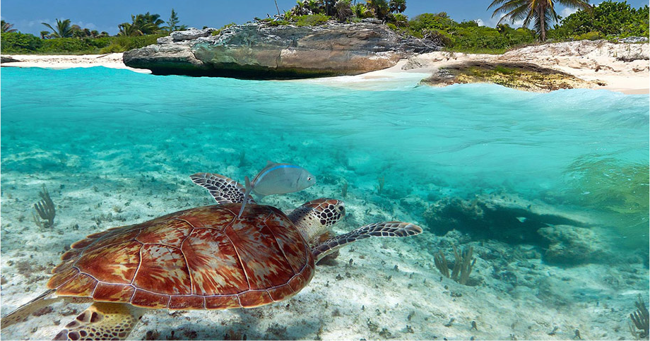 Akumal Turtles